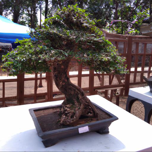 Jakie są rodzaje drzewek bonsai