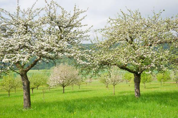 Dlaczego opryski drzew owocowych są ważne w marcu