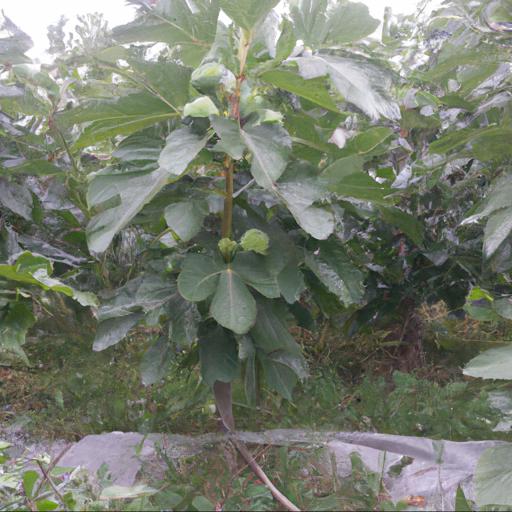 Jakie są zalety uprawy fig w polsce